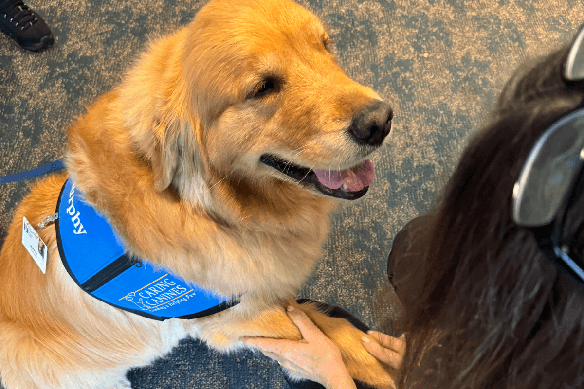 therapy dogs